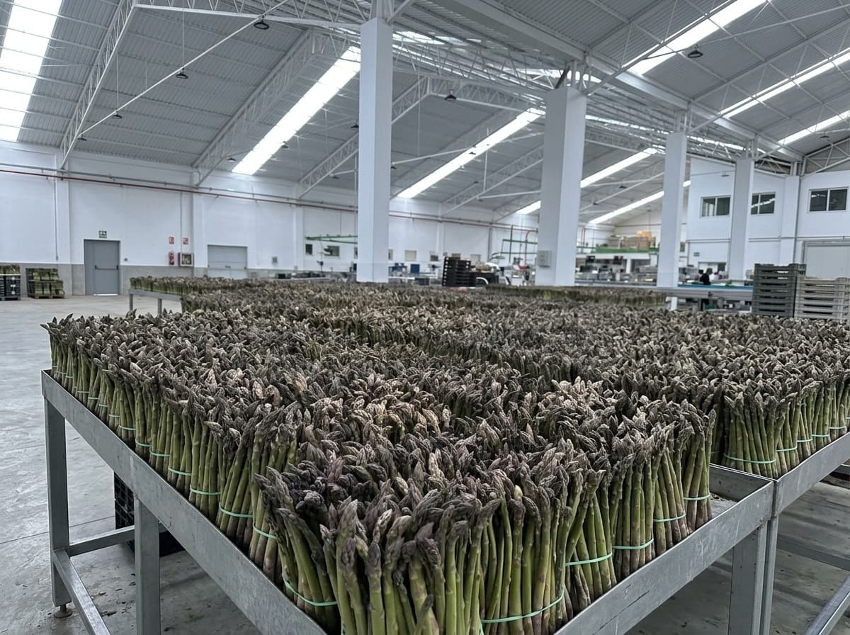 Diseño de industrias agrícolas y almacenes de manipulación hortofrutícola